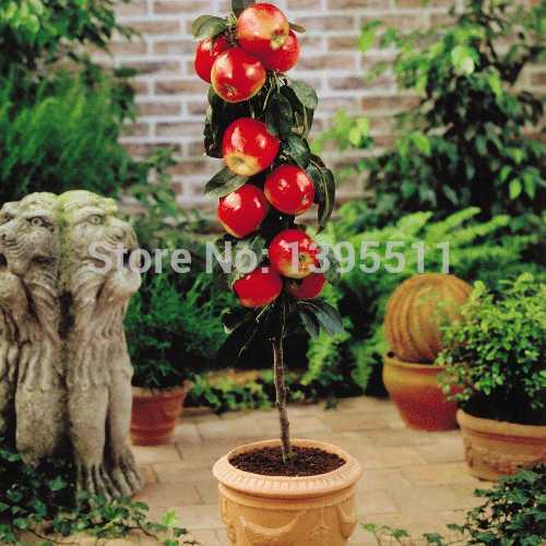100 pcs Bonsai Apple Tree Seeds rare fruit bonsai tree-- America red delicious apple seeds garden for flower pot planters
100 pcs Bonsai Apple Tree Seeds rare fruit bonsai tree-- America red delicious apple seeds garden for flower pot planters