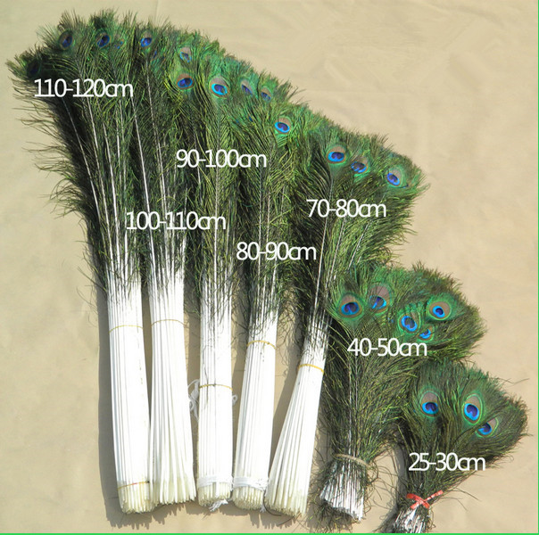100pcs high quality Wholesale 10pcs Beautiful Natural Real Peacock Tail Eyes Feathers Full Size 25-100cm / 10-40inches
100pcs high quality Wholesale 10pcs Beautiful Natural Real Peacock Tail Eyes Feathers Full Size 25-100cm / 10-40inches