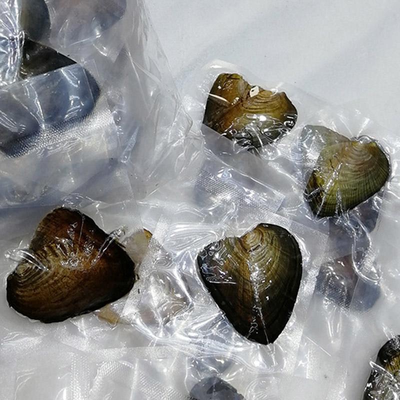 Charms Oysters Real Pearl Gift Individually Wrapped Vacuum Package 7-8mm Jewelry Shell ENDQ, Bronze;silver
Charms Oysters Real Pearl Gift Individually Wrapped Vacuum Package 7-8mm Jewelry Shell ENDQ, Bronze;silver
