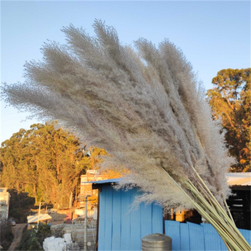 20Pcs/lot Wholesale Phragmites natural dried decorative Pampas Grass for Home Wedding decoration Flower Bunch 56-60cm 500 S2
20Pcs/lot Wholesale Phragmites natural dried decorative Pampas Grass for Home Wedding decoration Flower Bunch 56-60cm 500 S2
