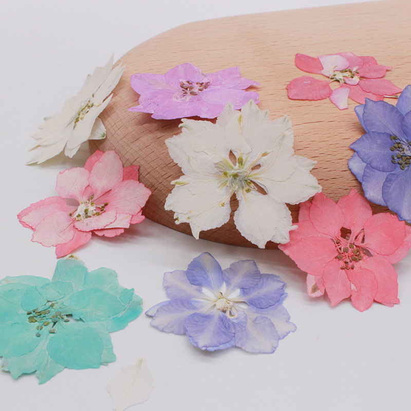250pcs 2-4cm Pressed Dried Consolida Ajacis Flower Plant Herbarium For Jewelry Postcard Invitation Card Phone Case Bookmark DIY
250pcs 2-4cm Pressed Dried Consolida Ajacis Flower Plant Herbarium For Jewelry Postcard Invitation Card Phone Case Bookmark DIY