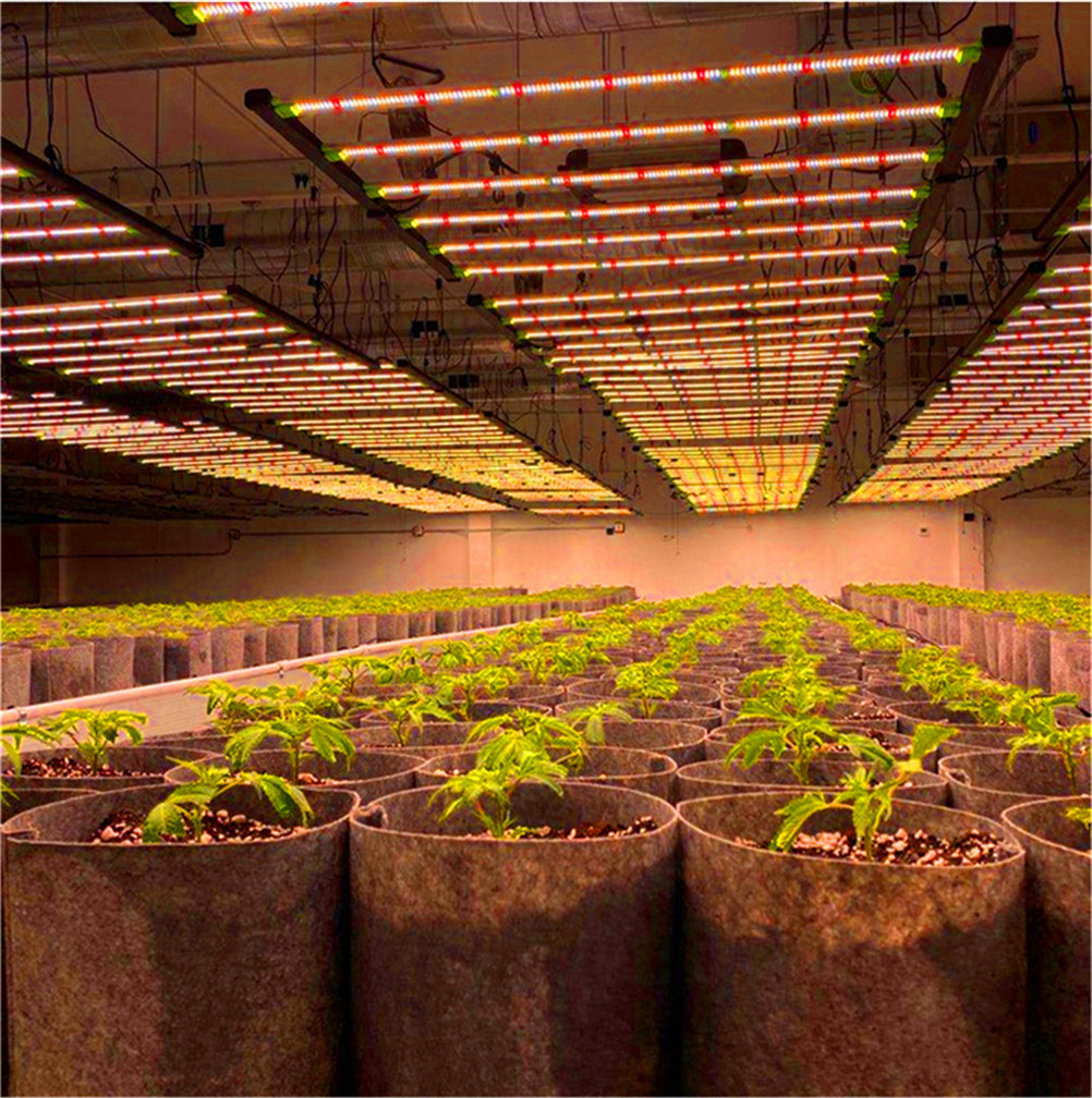 LED Grow Light 640w 8 bar Samsung Official Partner Yields up to 4Lbs 1000W 640W Dimmable Full Spectrum Plants grow rapidly increasing production value
LED Grow Light 640w 8 bar Samsung Official Partner Yields up to 4Lbs 1000W 640W Dimmable Full Spectrum Plants grow rapidly increasing production value