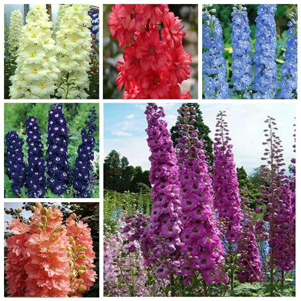 100pcs delphinium Fresh Flower Seeds for Patio Lawn Garden Supplies Bonsai Plants Natural Growth Variety of Colors Decorative Landscaping The Germination Rate 95%
100pcs delphinium Fresh Flower Seeds for Patio Lawn Garden Supplies Bonsai Plants Natural Growth Variety of Colors Decorative Landscaping The Germination Rate 95%