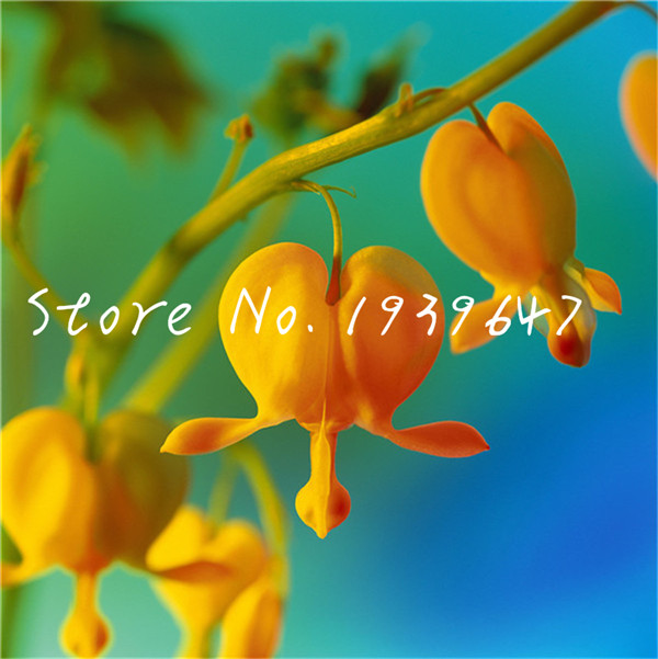 100 Pcs seeds Lily Of The Valley Flower plants Indoor Bell Orchid plants Rich Aroma Bonsai Flowers Cute And Beautiful Plants Natural Growth Aerobic Potted
100 Pcs seeds Lily Of The Valley Flower plants Indoor Bell Orchid plants Rich Aroma Bonsai Flowers Cute And Beautiful Plants Natural Growth Aerobic Potted