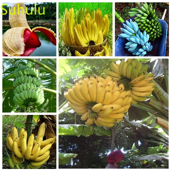 100pcs Banana Seeds Garden Indoor Flowers Balcony & Courtyard Bonsai Plant High Quality Beautifying And Air Purification
100pcs Banana Seeds Garden Indoor Flowers Balcony & Courtyard Bonsai Plant High Quality Beautifying And Air Purification