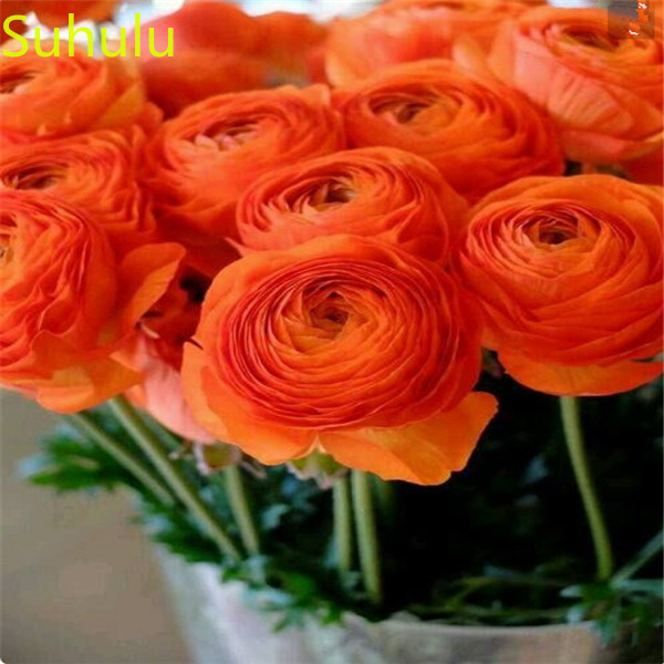 400pcs Ranunculus Flower Seeds / Pack New Arrive Flower Bonsai Plant Fragrant and Pretty for Courtyard ,Patio, Lawn & Garden
400pcs Ranunculus Flower Seeds / Pack New Arrive Flower Bonsai Plant Fragrant and Pretty for Courtyard ,Patio, Lawn & Garden