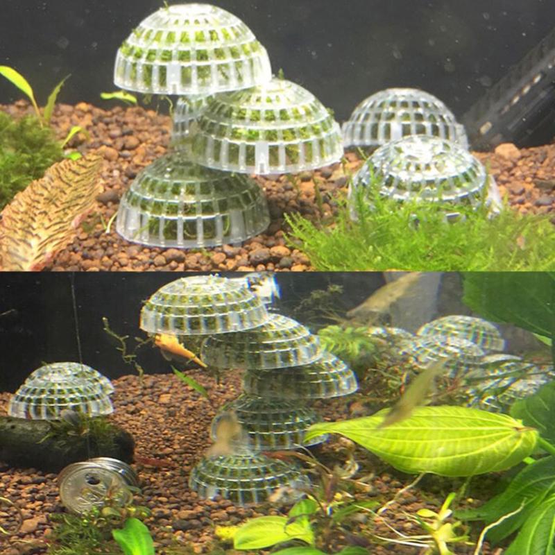 Decorations Practical Fish Aquarium Alive Fishes Plants Aquaristics Shrimp Moss Ball Water Grass Balls Supplies
Decorations Practical Fish Aquarium Alive Fishes Plants Aquaristics Shrimp Moss Ball Water Grass Balls Supplies