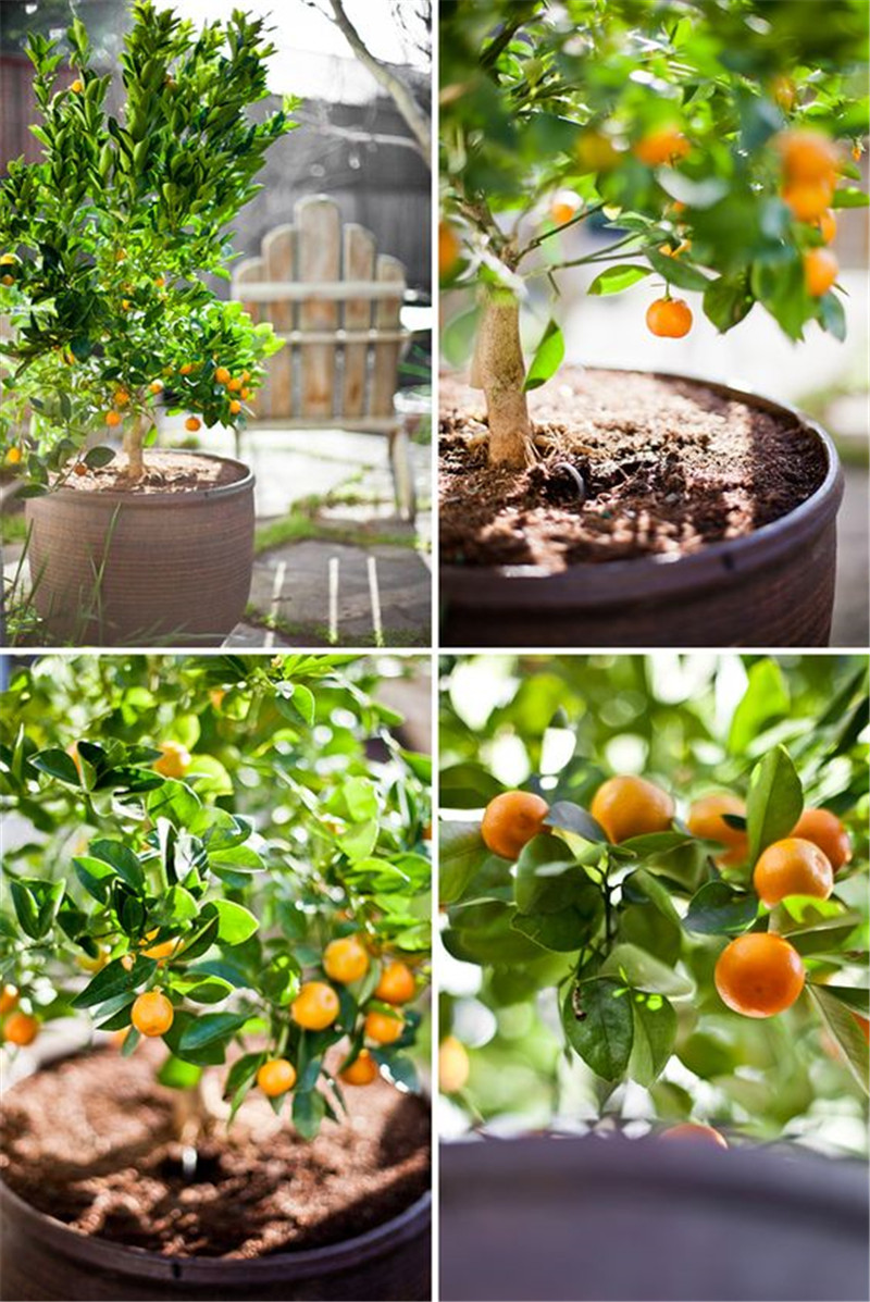 50pcs Fruit Trees Kumquat Bonsai Balcony Patio Garden Orange Fruit Flowers Dwarf Citrus Juicy Tangerine Purify The Air Absorb Harmful Gases Decorative Landscaping
50pcs Fruit Trees Kumquat Bonsai Balcony Patio Garden Orange Fruit Flowers Dwarf Citrus Juicy Tangerine Purify The Air Absorb Harmful Gases Decorative Landscaping
