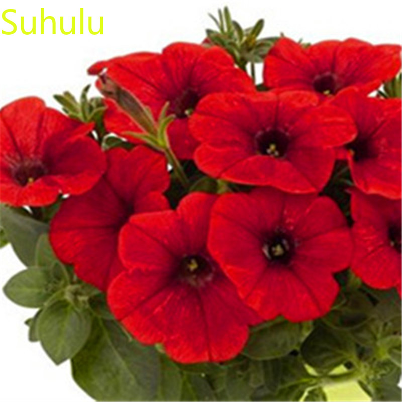 500pcs Petunia Seeds / Pack New Arrive Flower Bonsai Plant Fragrant and Pretty for Courtyard ,Patio, Lawn & Garden
500pcs Petunia Seeds / Pack New Arrive Flower Bonsai Plant Fragrant and Pretty for Courtyard ,Patio, Lawn & Garden