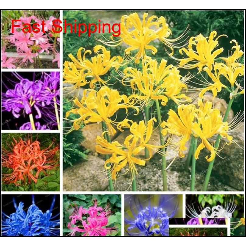 Other Supplies 100 Pcs True Mixed Lycoris Radiata Seeds Perennial Flower Natural Growth Beautiful Bonsai Plant For Diy Home Garden Mza Wxiu0
Other Supplies 100 Pcs True Mixed Lycoris Radiata Seeds Perennial Flower Natural Growth Beautiful Bonsai Plant For Diy Home Garden Mza Wxiu0