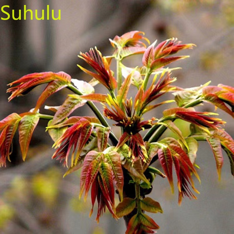 100pcs Toona Sinensis Seeds Garden Indoor Flowers Balcony & Courtyard Bonsai Plant High Quality Beautifying And Air Purification
100pcs Toona Sinensis Seeds Garden Indoor Flowers Balcony & Courtyard Bonsai Plant High Quality Beautifying And Air Purification