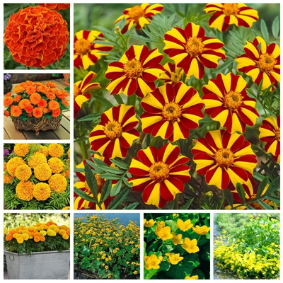 Garden Decorations 100pcs Marigold Flower Seeds Bonsai Rare Plant for Home Courtyard Planting Aerobic Potted
Garden Decorations 100pcs Marigold Flower Seeds Bonsai Rare Plant for Home Courtyard Planting Aerobic Potted