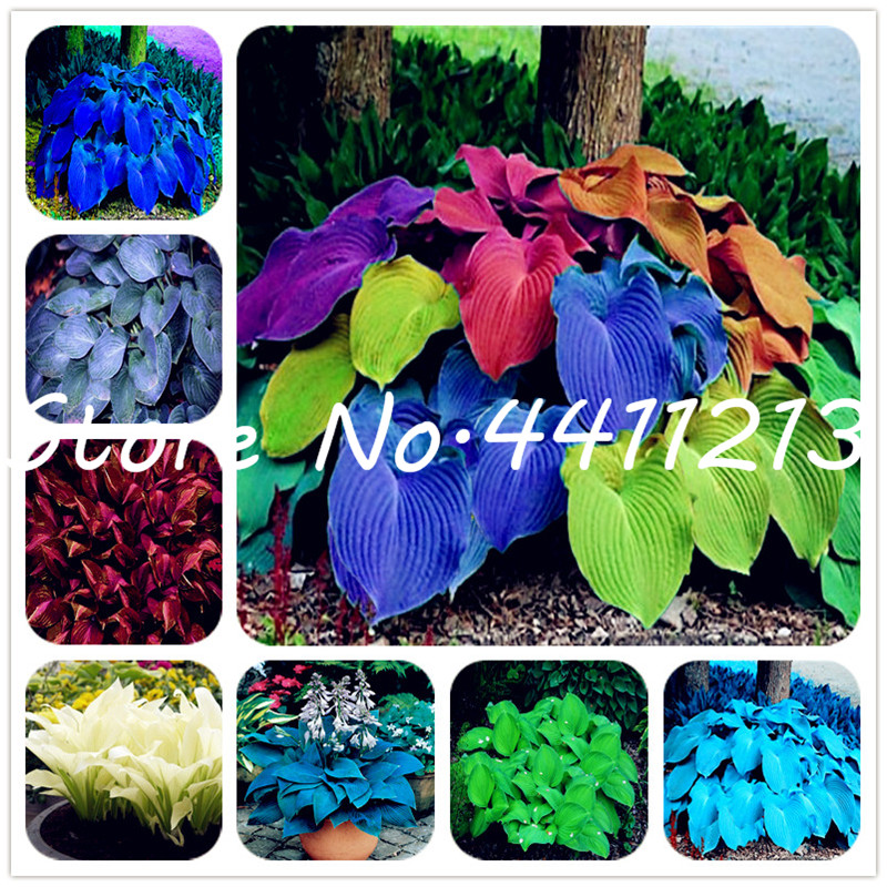 100 pcs seeds Garden Supplies Hosta plants Perennial Plantain Lily Flower Grass Ornamental for home garden Ground Cover Bonsai Decorative Landscaping
100 pcs seeds Garden Supplies Hosta plants Perennial Plantain Lily Flower Grass Ornamental for home garden Ground Cover Bonsai Decorative Landscaping