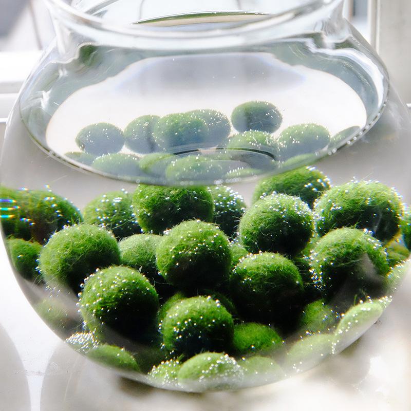 Aquarium Ball Landscaping Chlorella Algae Marimo Moss Balls Happy Environmental Green Seaweed Shrimp Tank Ornament#M Decorations
Aquarium Ball Landscaping Chlorella Algae Marimo Moss Balls Happy Environmental Green Seaweed Shrimp Tank Ornament#M Decorations