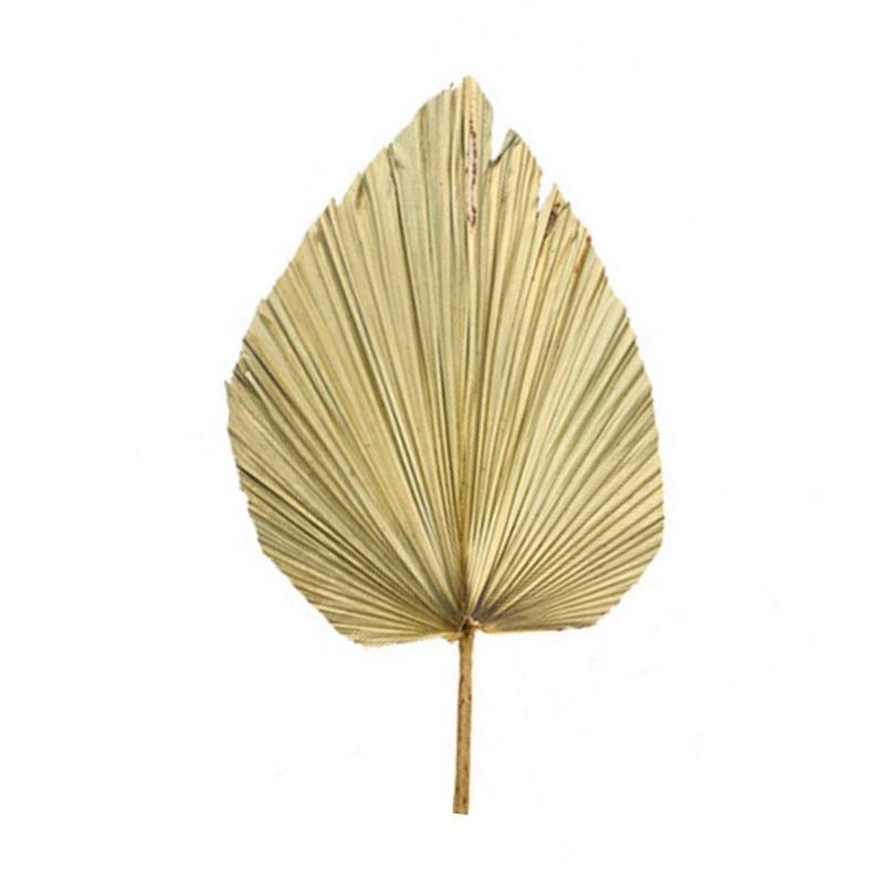 Decorative Flowers & Wreaths Natural Palm Spear S Dried Leaves With Stem Wedding Decor For Bohemian Home Decoration, Arch Neutral Decoration, 1pcs
Decorative Flowers & Wreaths Natural Palm Spear S Dried Leaves With Stem Wedding Decor For Bohemian Home Decoration, Arch Neutral Decoration, 1pcs