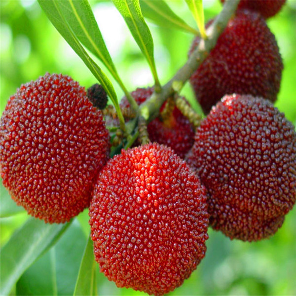 Garden Decorations 10pcs Bayberry Flower Seeds for Bonsai Plants Organic Non-GMO Fresh Juicy Delicious Tasty Fast Growing Planting Season Decorative Landscaping
Garden Decorations 10pcs Bayberry Flower Seeds for Bonsai Plants Organic Non-GMO Fresh Juicy Delicious Tasty Fast Growing Planting Season Decorative Landscaping