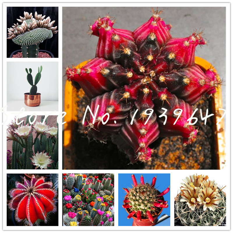 100 pcs seeds Rare mini Cactus bonsai succulent ornamental plants succulents for home garden indoor Lithops plants Natural Growth Variety of Colors Aerobic Potted
100 pcs seeds Rare mini Cactus bonsai succulent ornamental plants succulents for home garden indoor Lithops plants Natural Growth Variety of Colors Aerobic Potted