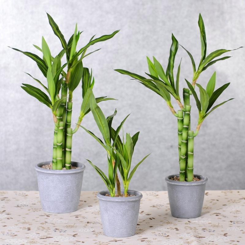 Decorative Flowers & Wreaths Wealthy Bamboo Green Plants Small Potted Interior Decoration Fake Bonsai Ornaments Nordic Flower
Decorative Flowers & Wreaths Wealthy Bamboo Green Plants Small Potted Interior Decoration Fake Bonsai Ornaments Nordic Flower