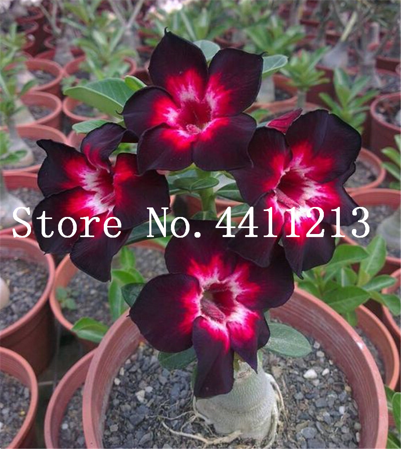 2 pcs seeds Desert Rose bonsai Ornamental Plants Balcony Potted Flowers Adenium Obesum Variety of Colors Fast Growing Purify The Air Absorb Harmful Gases
2 pcs seeds Desert Rose bonsai Ornamental Plants Balcony Potted Flowers Adenium Obesum Variety of Colors Fast Growing Purify The Air Absorb Harmful Gases