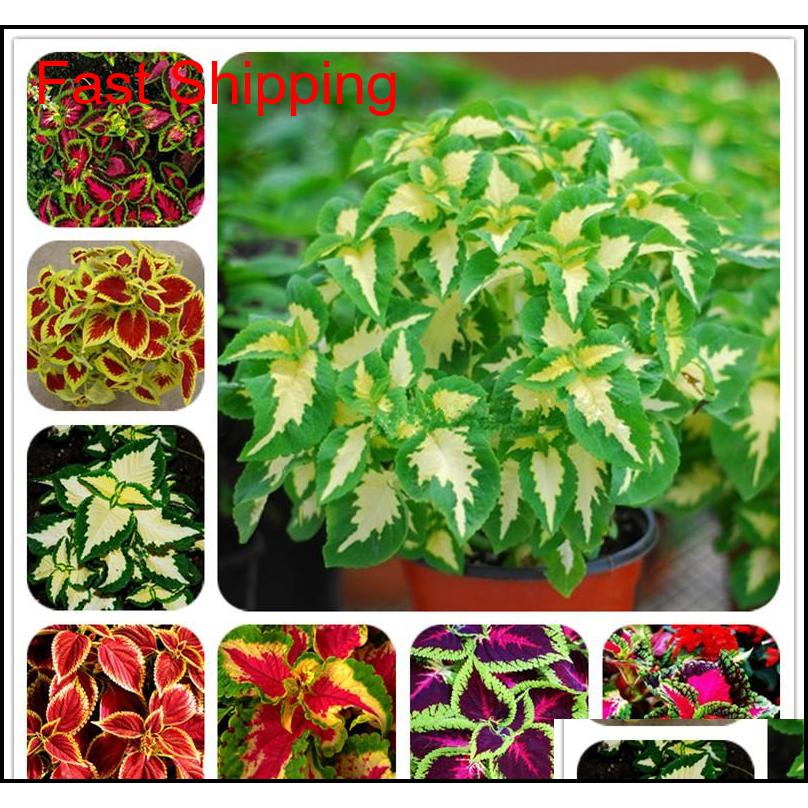 Other Garden Supplies 100 Pcs Janpanse Bonsai Rare Coleus Flower Beautiful Foliage Plants Perfect Color Rainbow Dragon Seeds Easy To G Bg2Vl
Other Garden Supplies 100 Pcs Janpanse Bonsai Rare Coleus Flower Beautiful Foliage Plants Perfect Color Rainbow Dragon Seeds Easy To G Bg2Vl