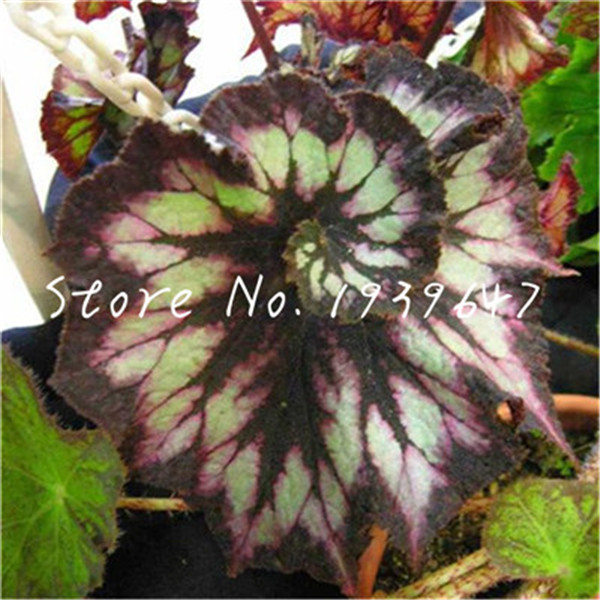 100 Pcs seeds Unique Begonia Courtyard Balcony Coleus Potted Flower Bonsai, Variety Complete, The Budding Rate 95% Natural Growth Variety of Colors Aerobic Potted
100 Pcs seeds Unique Begonia Courtyard Balcony Coleus Potted Flower Bonsai, Variety Complete, The Budding Rate 95% Natural Growth Variety of Colors Aerobic Potted
