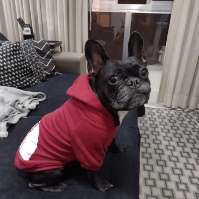 free shipping 20 Color Wholesale Pet Clothes Sweater Dog Apparel Four Seasons Small and Medium Dogs Hoodie The Doggy Face Labrador French Bulldog et C