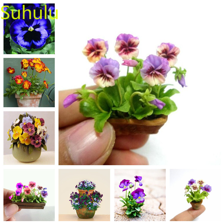 New Arrival 500pcs Pansy Seeds Perennial Evergreen Flower , Houseplant Home Garden Potted Indoor Balcony & Courtyard
New Arrival 500pcs Pansy Seeds Perennial Evergreen Flower , Houseplant Home Garden Potted Indoor Balcony & Courtyard