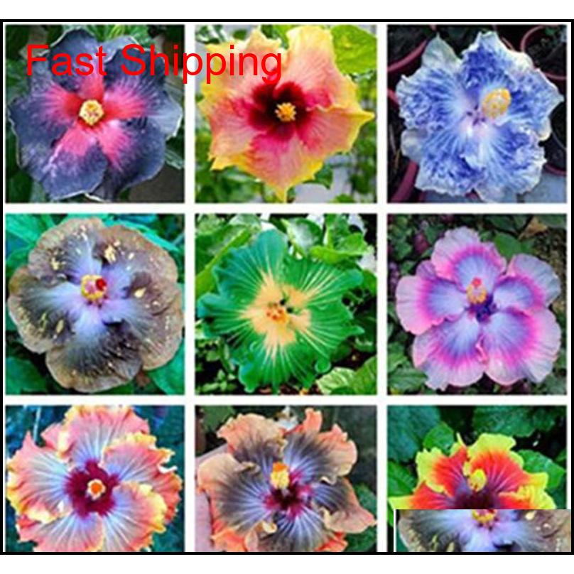 Other Garden Supplies 100 Pcs Giant 24Kinds Rosasinensis Mix Color Hibiscus Tree Seeds For Flower Potted Plants Jlrdo Livdt
Other Garden Supplies 100 Pcs Giant 24Kinds Rosasinensis Mix Color Hibiscus Tree Seeds For Flower Potted Plants Jlrdo Livdt