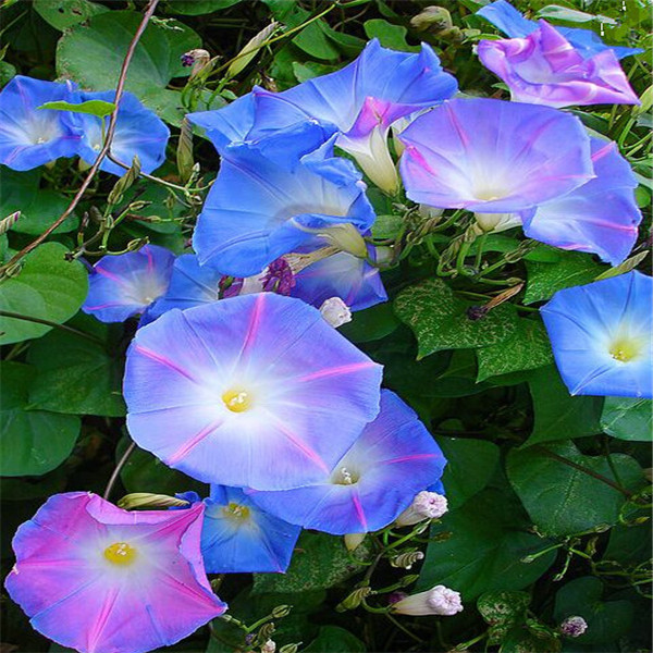 Garden Decorations 100pcs Morning Glory Flower Seeds Bonsai Rare Plant for Home Courtyard Planting Aerobic Potted Natural Growth
Garden Decorations 100pcs Morning Glory Flower Seeds Bonsai Rare Plant for Home Courtyard Planting Aerobic Potted Natural Growth