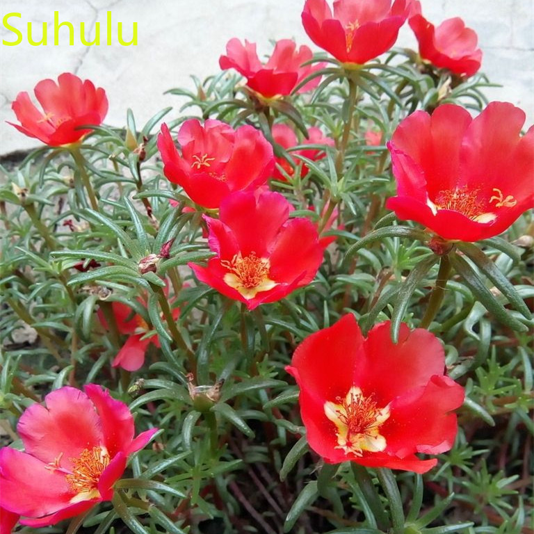 New Variety 1000pcs Sun flower Seeds Garden Indoor Flowers Balcony & Courtyard Purifying Air Bonsai Plant Potted Plant for Home & Garden
New Variety 1000pcs Sun flower Seeds Garden Indoor Flowers Balcony & Courtyard Purifying Air Bonsai Plant Potted Plant for Home & Garden