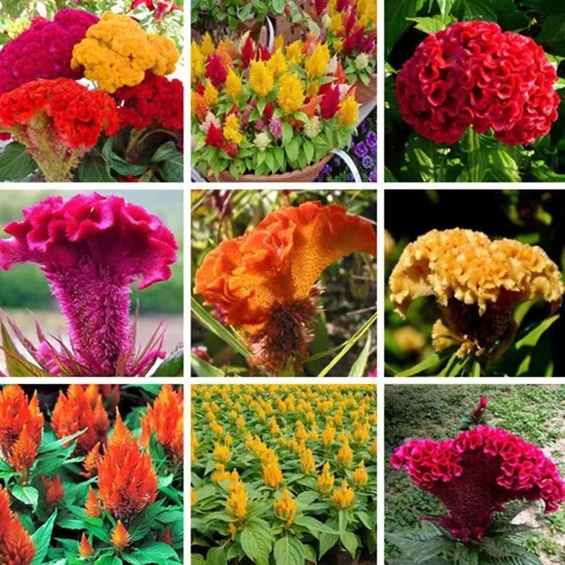 500pcs Cockscomb Flower Seeds Patio Lawn Garden Supplies Bonsai Plants Purify The Air Absorb Harmful Gases All for a summer residence Fast Growing Planting Season
500pcs Cockscomb Flower Seeds Patio Lawn Garden Supplies Bonsai Plants Purify The Air Absorb Harmful Gases All for a summer residence Fast Growing Planting Season