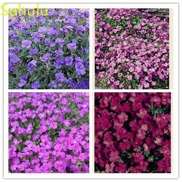 New Variety 500pcs Aubrieta ROCK CRESS Seeds Garden Indoor Flowers Balcony & Courtyard Purifying Air Bonsai Plant Goods For The Garden And Cottages
New Variety 500pcs Aubrieta ROCK CRESS Seeds Garden Indoor Flowers Balcony & Courtyard Purifying Air Bonsai Plant Goods For The Garden And Cottages
