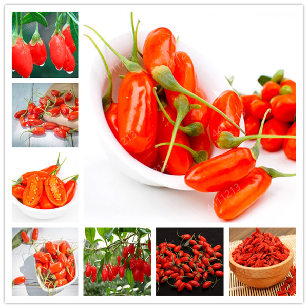 100Pcs Goji Berry seeds Chinese Wolfberry Bonsai Herbs Bonsai Potted Plants Home Garden Outdoor House Plants, Most Popular Heathy Fast Growing Absorb Harmful Gases
100Pcs Goji Berry seeds Chinese Wolfberry Bonsai Herbs Bonsai Potted Plants Home Garden Outdoor House Plants, Most Popular Heathy Fast Growing Absorb Harmful Gases
