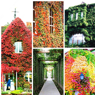 20pcs boston ivy japanese Shinygreen Creeper Parthenocreek Flower Seeds for Patio Lawn Garden Supplies Bonsai Plants The Budding Rate 95% All for a summer residence
20pcs boston ivy japanese Shinygreen Creeper Parthenocreek Flower Seeds for Patio Lawn Garden Supplies Bonsai Plants The Budding Rate 95% All for a summer residence