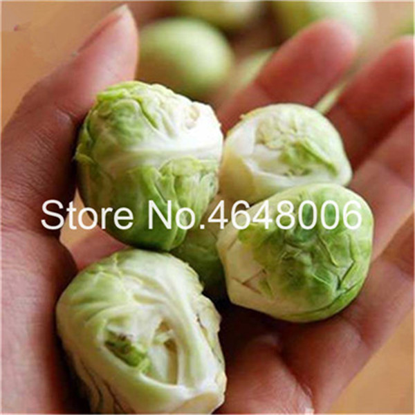 100 pcs Rare Green Spore Cabbage Garden Supplies Easy To Grow, Chinese Bonsai Potted Organic Plant Mini Vegetables Natural Growth Variety of Colors Aerobic Potted
100 pcs Rare Green Spore Cabbage Garden Supplies Easy To Grow, Chinese Bonsai Potted Organic Plant Mini Vegetables Natural Growth Variety of Colors Aerobic Potted