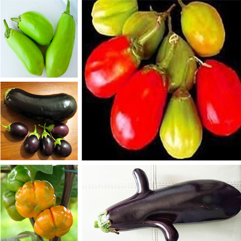 100PCS Eggplant Flower Seeds for Patio Lawn Garden Organic Non-GMO Delicious Tasty Fresh Juicy Fast Growing Planting SeasonSupplies Bonsai Plants Aerobic Potted
100PCS Eggplant Flower Seeds for Patio Lawn Garden Organic Non-GMO Delicious Tasty Fresh Juicy Fast Growing Planting SeasonSupplies Bonsai Plants Aerobic Potted