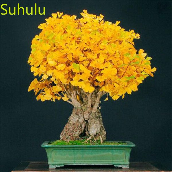 10PCS Ginkgo Seeds / Pack New Arrive Flower Bonsai Plant Fragrant and Pretty for Courtyard ,Patio, Lawn & Garden
10PCS Ginkgo Seeds / Pack New Arrive Flower Bonsai Plant Fragrant and Pretty for Courtyard ,Patio, Lawn & Garden