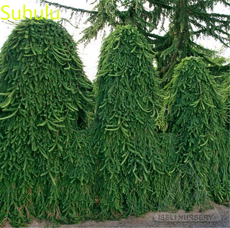 30pcs Spruce Seeds Picea Tree Seeds Garden Indoor Flowers Balcony & Courtyard Bonsai Plant High Quality Beautifying And Air Purification
30pcs Spruce Seeds Picea Tree Seeds Garden Indoor Flowers Balcony & Courtyard Bonsai Plant High Quality Beautifying And Air Purification