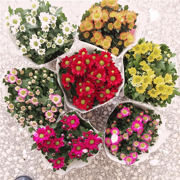 100pcs Cosmos Flower Seeds Bonsai Plants for The Garden Variety of Colors Natural Growth Radiation Protection Beautifying And Air Purification 9 Colors Collection
100pcs Cosmos Flower Seeds Bonsai Plants for The Garden Variety of Colors Natural Growth Radiation Protection Beautifying And Air Purification 9 Colors Collection