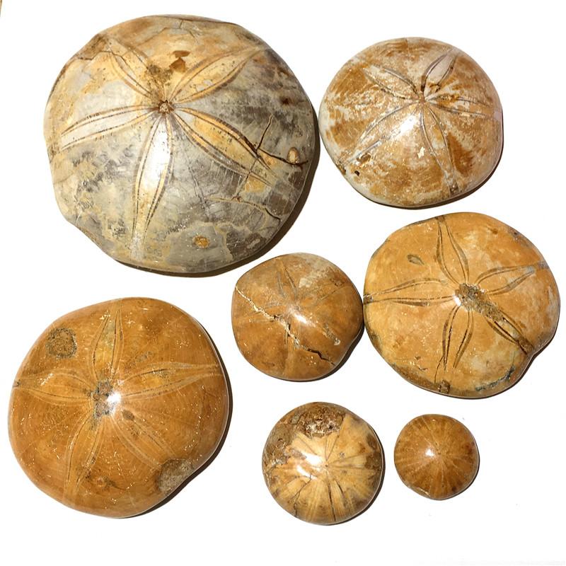 Decorative Objects & Figurines Natural Starfish Fossil Crystals Specimen Reiki Healing Gemstones Ornaments For Home Decoration Chakra Tr
Decorative Objects & Figurines Natural Starfish Fossil Crystals Specimen Reiki Healing Gemstones Ornaments For Home Decoration Chakra Tr