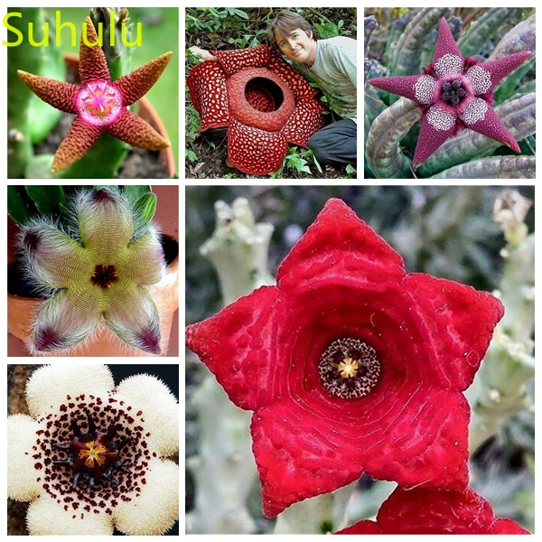 30pcs Stapelia Pulchella Seeds Garden Flower Variety complete Flower Bonsai Plant High Quality Beautifying And Air Purification
30pcs Stapelia Pulchella Seeds Garden Flower Variety complete Flower Bonsai Plant High Quality Beautifying And Air Purification
