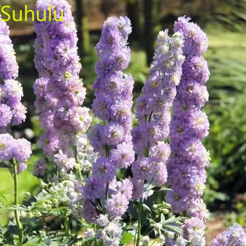 100pcs delphinium Seeds Garden Indoor Flowers Balcony & Courtyard Bonsai Plant High Quality Beautifying And Air Purification
100pcs delphinium Seeds Garden Indoor Flowers Balcony & Courtyard Bonsai Plant High Quality Beautifying And Air Purification