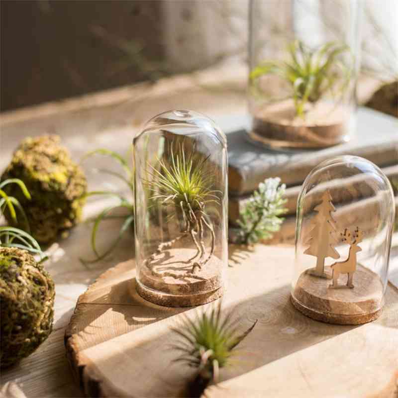 Decorative Clear Glass Cover Landscape Vase Cloche Jar Display Case with Rustic Wood Base/Tabletop Centerpiece Dome 210409
Decorative Clear Glass Cover Landscape Vase Cloche Jar Display Case with Rustic Wood Base/Tabletop Centerpiece Dome 210409