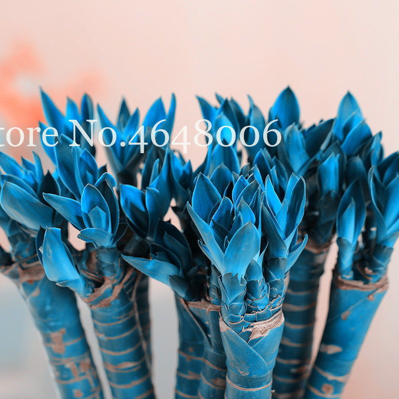 New Colorful 20 Pcs Bamboo Bonsai, Moso Tree Plant Lucky Bamboo For Home Garden Decoration Potted Plant Factory Wholesale Natural Growth Variety of Colors
New Colorful 20 Pcs Bamboo Bonsai, Moso Tree Plant Lucky Bamboo For Home Garden Decoration Potted Plant Factory Wholesale Natural Growth Variety of Colors