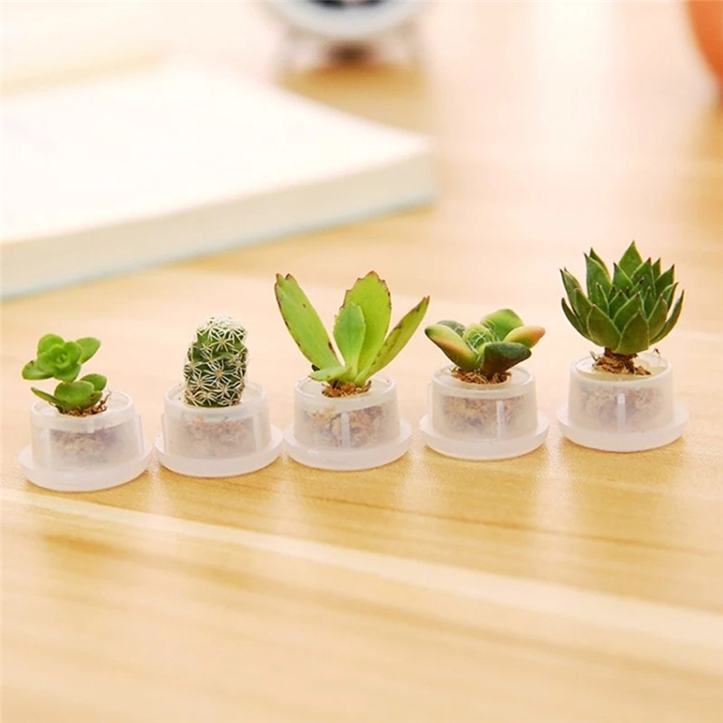 2PCs Random Mini Succulent Cactus Plant Keyring Charm Green Fleshy Plant Pendant Keychain with Glass Cover Craft Gifts for Women