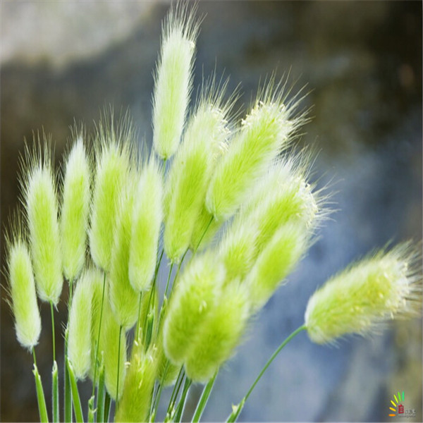 100PCS Rabbit tail grass Flower Seeds Bonsai Rare Plants for The Garden The Germination Rate 95% Beautifying And Air Purification All for a summer residence Organic
100PCS Rabbit tail grass Flower Seeds Bonsai Rare Plants for The Garden The Germination Rate 95% Beautifying And Air Purification All for a summer residence Organic