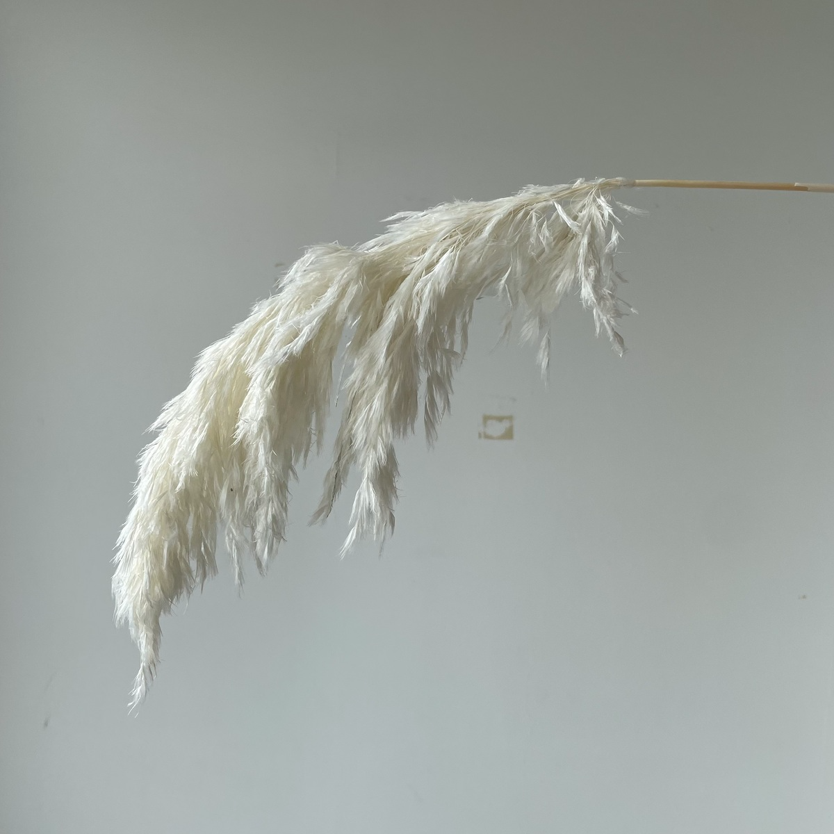 20 Stems White Color Wedding Use Flower Bunch Real Dried Pampas Grass Bouquet Natural Plants Home Decor
20 Stems White Color Wedding Use Flower Bunch Real Dried Pampas Grass Bouquet Natural Plants Home Decor