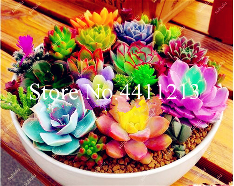 100pcs seeds Rainbow succulent bonsai,Living Stones Cactus Organic Garden bonsais planta indoor Natural Growth Variety of Colors The Budding Rate 95% Aerobic Potted
100pcs seeds Rainbow succulent bonsai,Living Stones Cactus Organic Garden bonsais planta indoor Natural Growth Variety of Colors The Budding Rate 95% Aerobic Potted