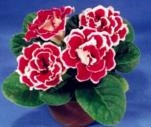 Garden Decorations 500pcs Gloxinia Flower Seeds Bonsai Sementes de Vegetable Raras Rare Plant for Home Courtyard Planting
Garden Decorations 500pcs Gloxinia Flower Seeds Bonsai Sementes de Vegetable Raras Rare Plant for Home Courtyard Planting