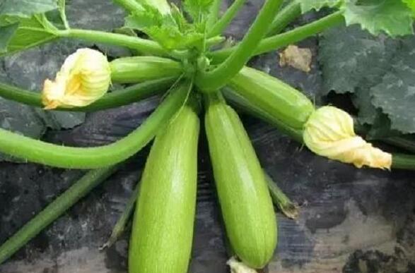 30 Pcs seeds Squash Bonsai "Black Beauty Zucchini" (Cucurbita Pepo) Round Organic Vegetable Pot Plant Non-GMO Delicious Tasty Aerobic Potted Decorative Landscaping
30 Pcs seeds Squash Bonsai "Black Beauty Zucchini" (Cucurbita Pepo) Round Organic Vegetable Pot Plant Non-GMO Delicious Tasty Aerobic Potted Decorative Landscaping